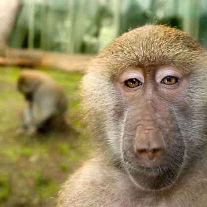 Then he laughed into my eyes. By Josh Pesavento