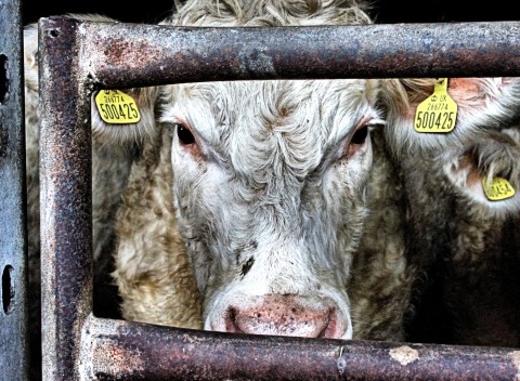 Wot You Lookin' At, by Kate Russel