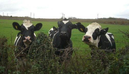 CIMG5944. By Tim Sheerman-Chase