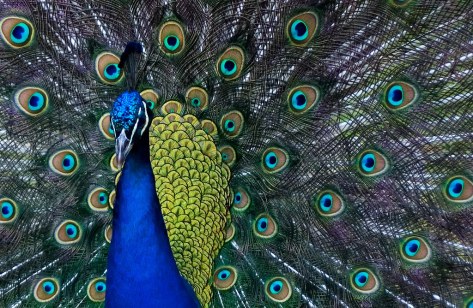 Peacock Crop. By Steve Wilde =